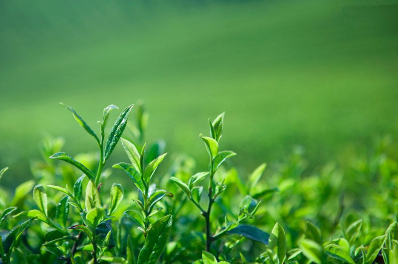 茶越陳未必越香